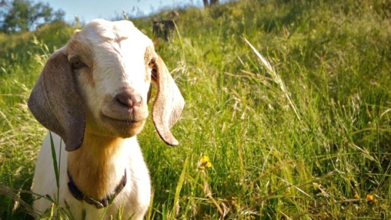 Θεσσαλονίκη: Ευοίωνες διαγράφονται οι προοπτικές της αγοράς κατσικίσιου γάλακτος