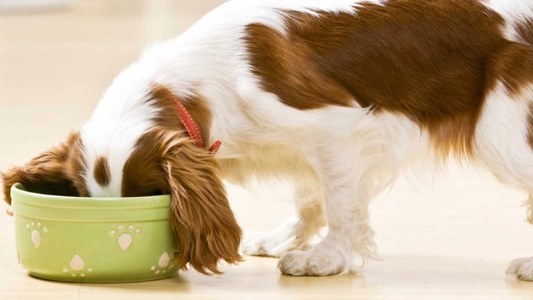 Τι πρέπει να ξέρεις για την τροφή του σκύλου σου