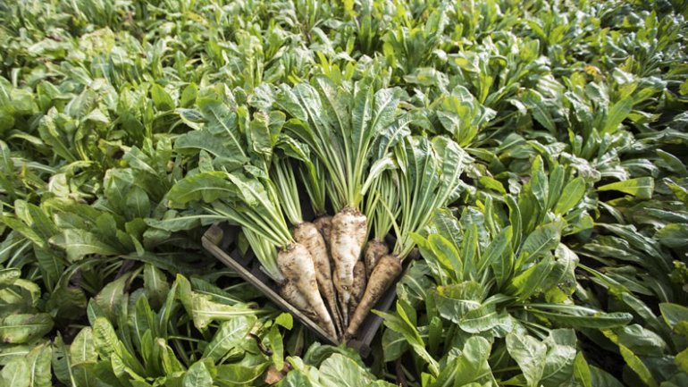 Ο εμπλουτισμός φυτικών ινών στα επεξεργασμένα τρόφιμα μπορεί να έχει αρνητικές επιπτώσεις στην υγεία