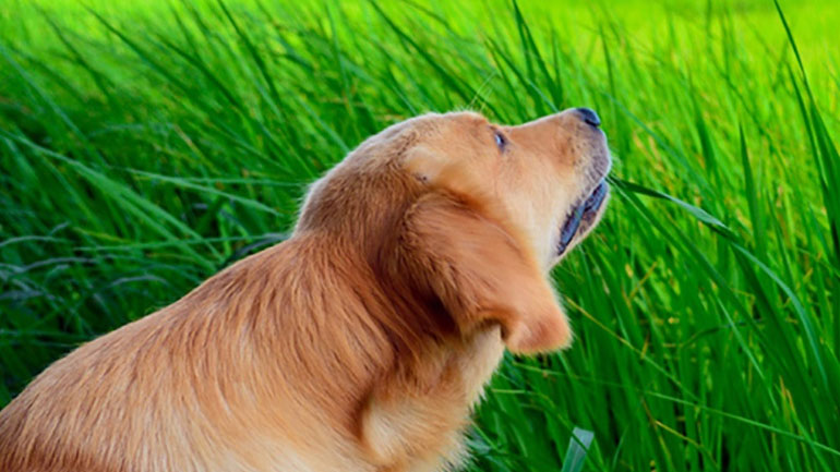 Γιατί οι σκύλοι τρώνε γρασίδι;