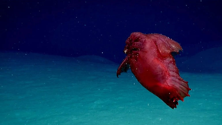 Tο «ακέφαλο κοτόπουλο τέρας» εθεάθη για πρώτη φορά στα νερά του Νότιου Ωκεανού