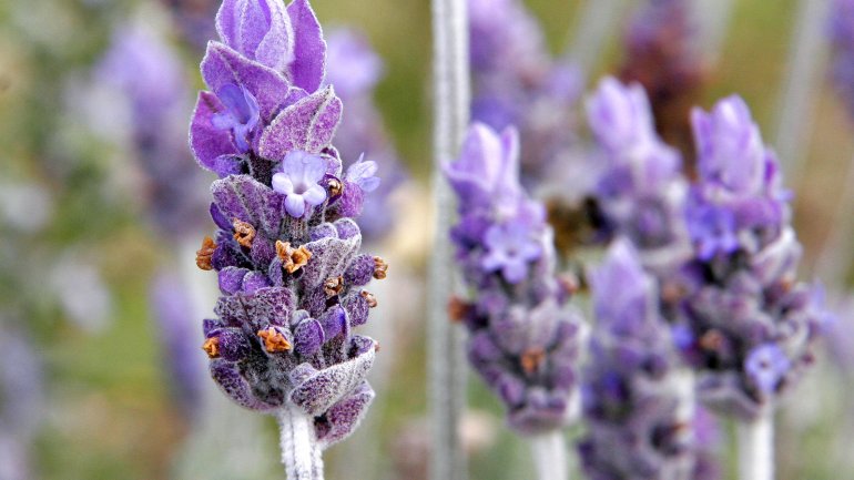 Η λεβάντα λειτουργεί χαλαρωτικά αλλά ποια είναι η επιστήμη πίσω από αυτή τη μαγεία;