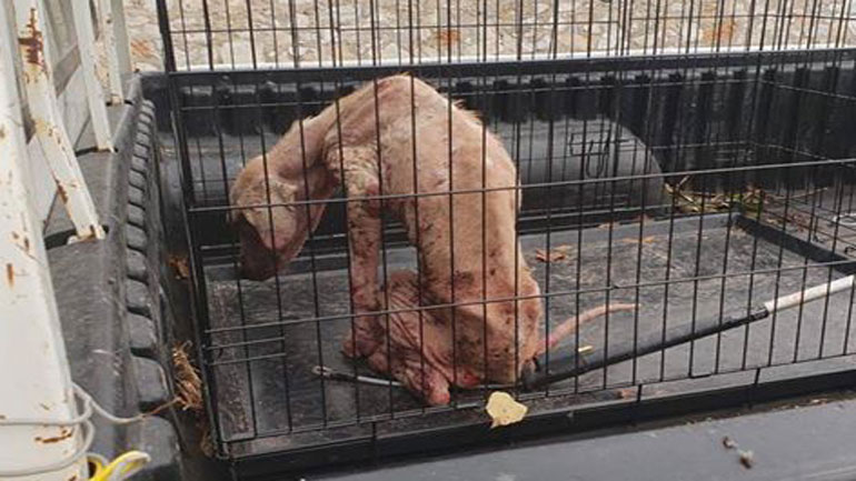 «Μυστηριώδης» εξαφάνιση άρρωστου σκύλου στη Φαρκαδόνα «Μυστηριώδης» εξαφάνιση άρρωστου σκύλου στη Φαρκαδόνα