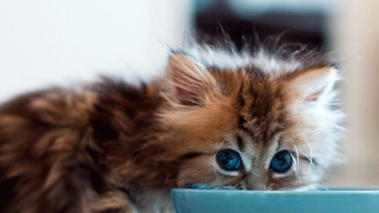 Eπτά πράγματα που πρέπει να γνωρίζεις αν βρήκες ένα εγκαταλελειμμένο γατάκι