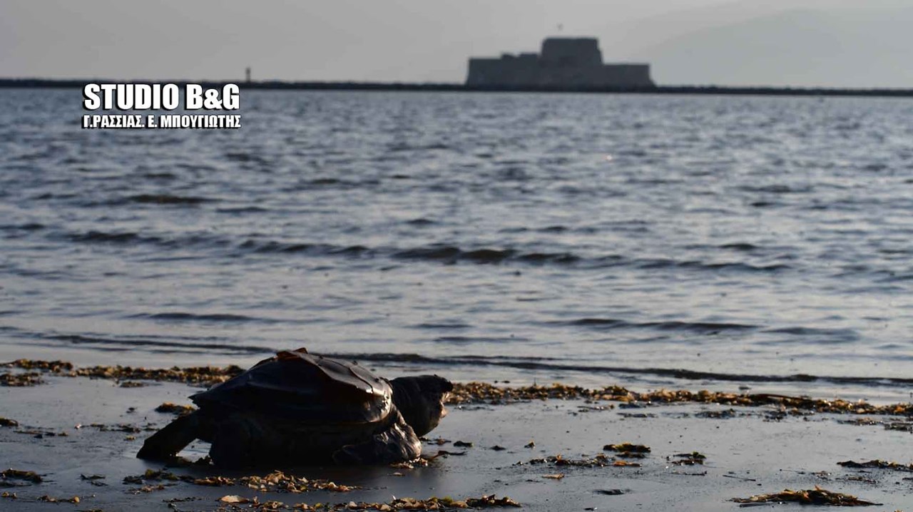 Ακόμη μια καρέτα-καρέτα ξεβράστηκε νεκρή στο Ναύπλιο