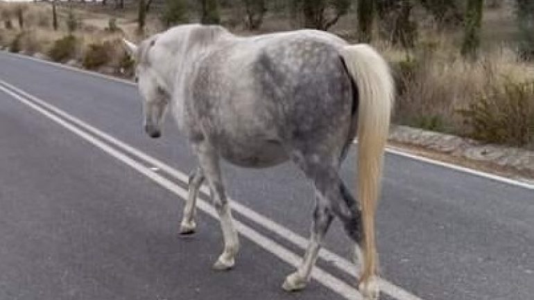 Κρήτη: Βρέθηκε το τρομαγμένο και ταλαιπωρημένο άλογο