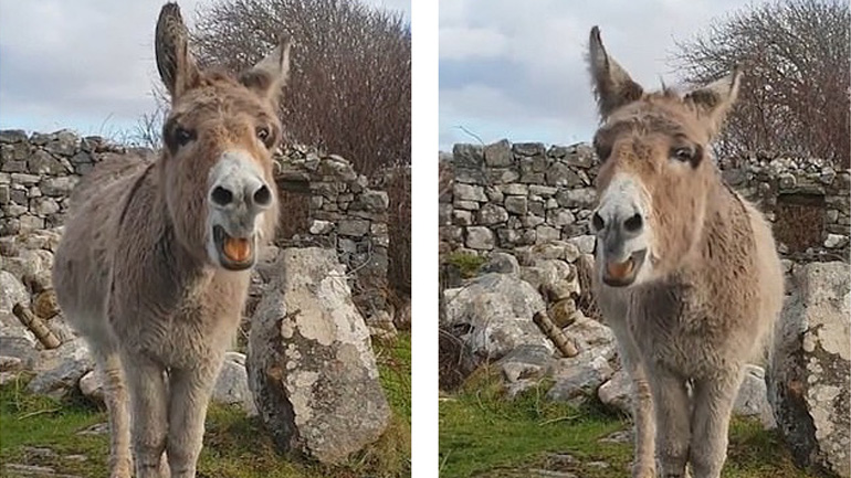 Ο γάιδαρος τραγουδιστής