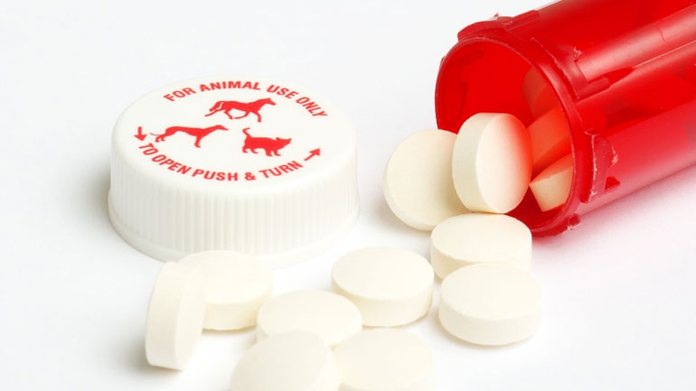 Γαλλία: Τα κτηνιατρικά φάρμακα, ένα βήμα προς την κατεύθυνση της καταπολέμησης της μικροβιακής αντοχής