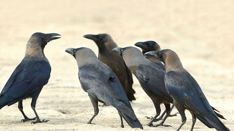 Ο Αίσωπος δικαιώνεται: Τα κοράκια απέδειξαν ότι είναι πανέξυπνα πουλιά!