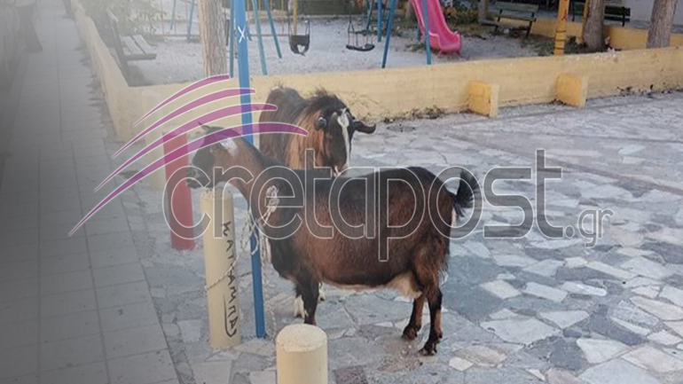 Κρήτη: «Συνελήφθησαν» κατσίκα και τράγος σε περιοχή του Ηρακλείου