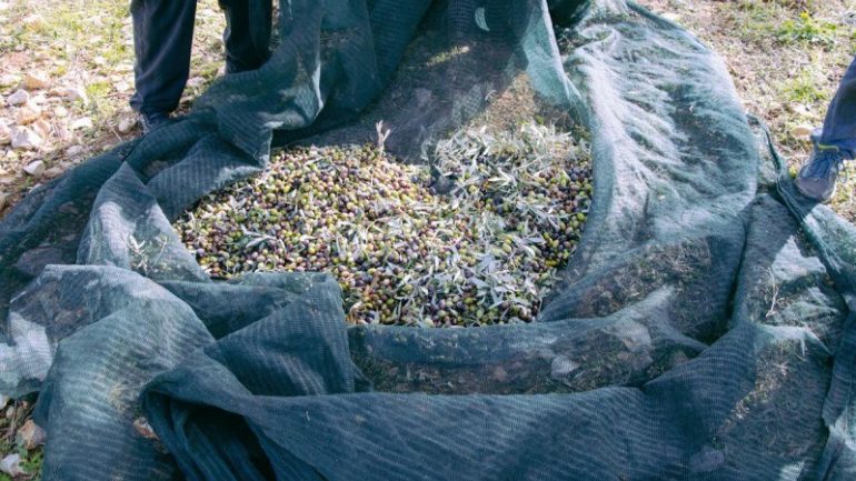 Πήγε στο ξένο λιόφυτο… κι άρχισε να ραβδίζει