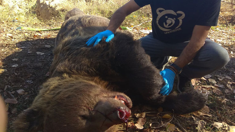 Καστοριά: Αρκούδα 390 κιλών σκοτώθηκε σε τροχαίο ατύχημα