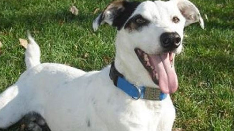 Τα 4 επικίνδυνα λάθη που κάνουμε με το σκυλάκι μας