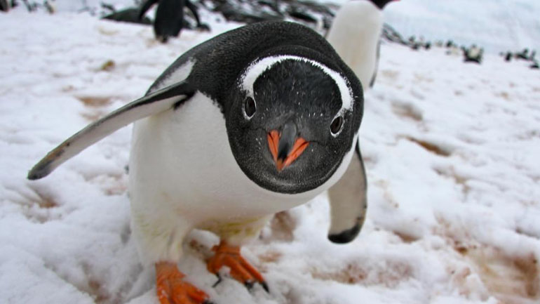 WWF: Ο πλανήτης μας έχασε το 60% του πληθυσμού των άγριων ζώων σε διάστημα 40 ετών