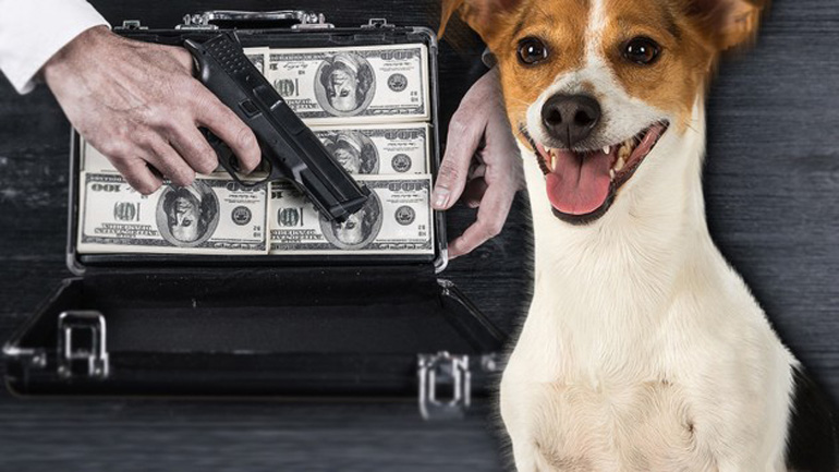 Η μαφία επικήρυξε ένα Τζακ Ράσελ