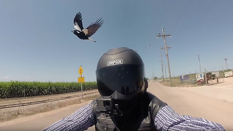 Kαρακάξες εναντίον Χαρλεά!