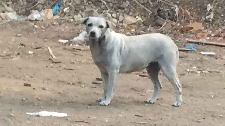 Η σκυλίτσα που ασυνείδητοι έβαψαν μπλε ξαναβρήκε το χρώμα της