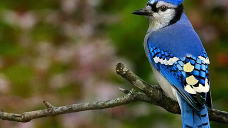 Γιατί δεν υπάρχουν πολλά ζώα με μπλε χρώμα