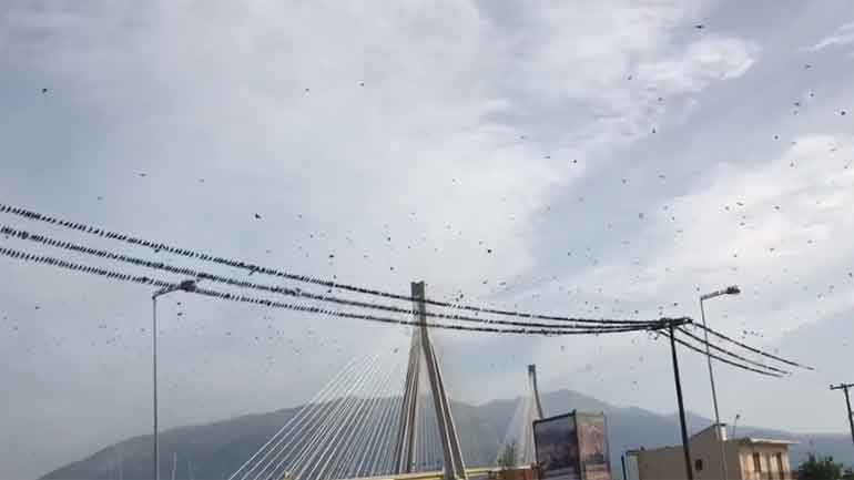 Χιλιάδες ψαρόνια στο Αντίρριο – Εντυπωσιακοί σχηματισμοί στη Γέφυρα