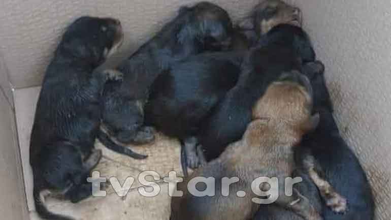 Λαμία: Ασυνείδητος πέταξε 8 κουτάβια στα σκουπίδια