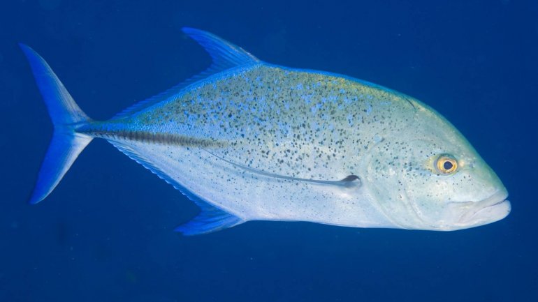 Η κατανάλωση ψαριών μπορεί να προλάβει τη νόσο Πάρκινσον