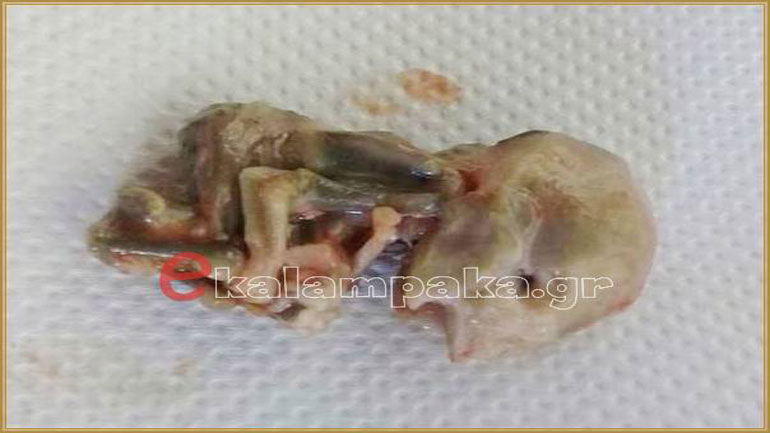 Εύρημα-σοκ στην Καλαμπάκα: Όγκος στο σώμα σκυλίτσας έκρυβε… έμβρυο