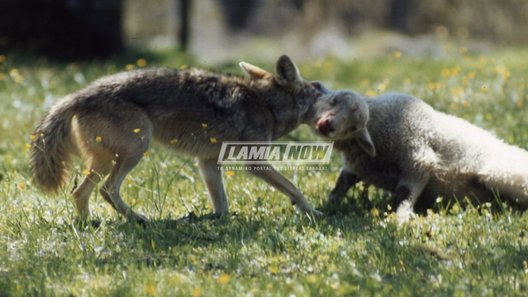 Κτηνοτρόφος ήρθε τετ-α-τετ με τον λύκο που “κατασπάραξε” τα πρόβατα του