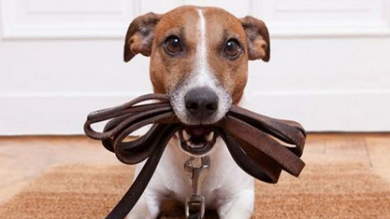 Γιατί τα σκυλιά μάς ακολουθούν στην τουαλέτα;