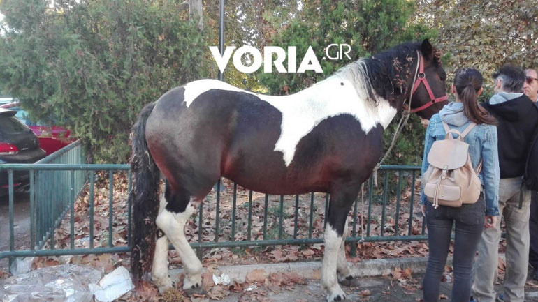 Άλογο έκανε βόλτα στο κέντρο της Θεσσαλονίκης
