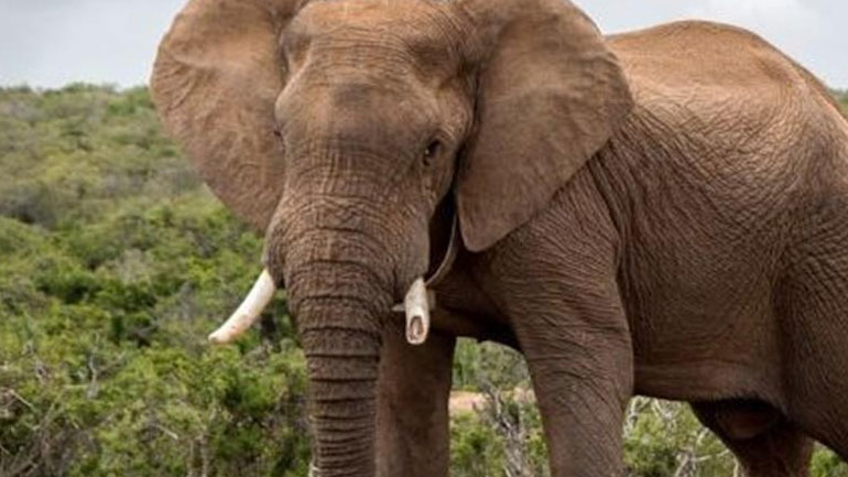 Επιτυχής χειρουργική επέμβαση σε χαυλιόδοντα ελέφαντα στον ζωολογικό κήπο της Τιφλίδας