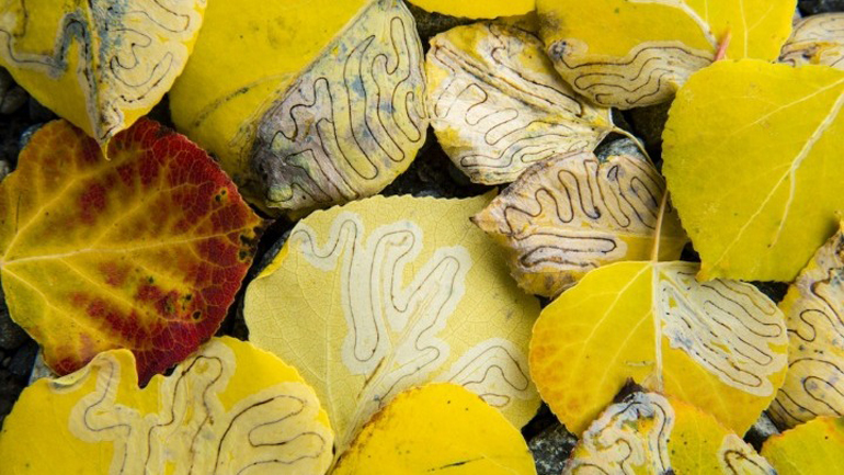 Φωτογράφος της χρονιάς! Απαθανάτισε ίχνη από προνύμφες πάνω σε φύλλα