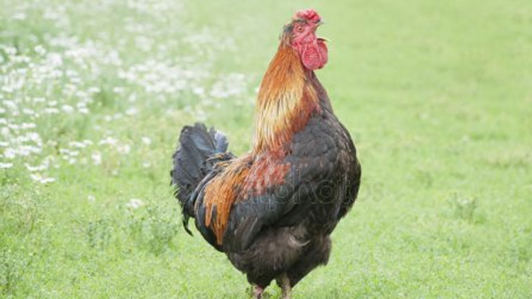 «Άρχισαν να λαλάνε….»