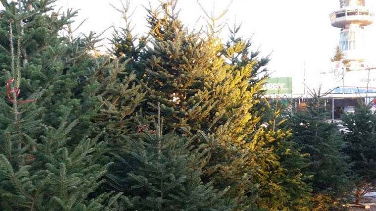 Με αυτούς τους όρους θα πωληθούν εφέτος τα Χριστουγενιάτικα δένδρα