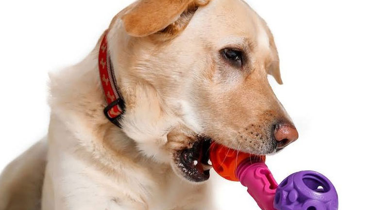 Ο σκύλος σου γίνεται υπερπροστατευτικός με τα παιχνίδια του;