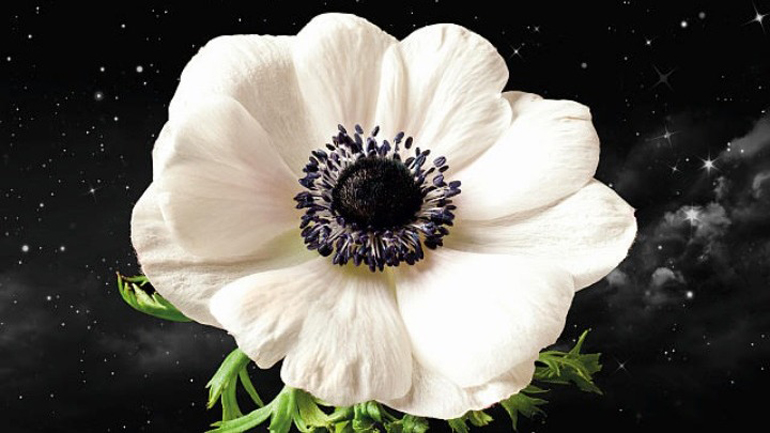 «Το τυχερό μου αστέρι» σε σκηνοθεσία Κίρκης Καραλή