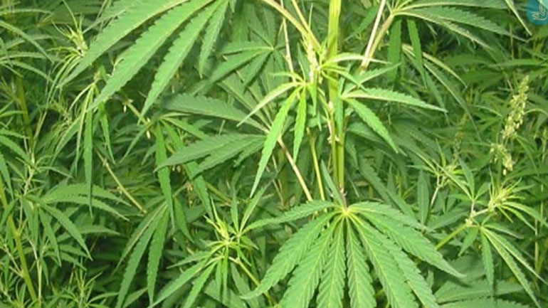 Canopy Growth: Δύο νέα εργοστάσια ιατρικής κάνναβης σε Ιταλία, Ελλάδα ή Ισπανία