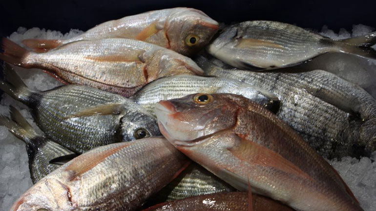 Δεσμεύτηκαν αλιεύματα στο Κερατσίνι