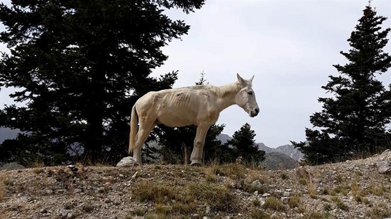 Το εγκατέλειψαν στο βουνό!
