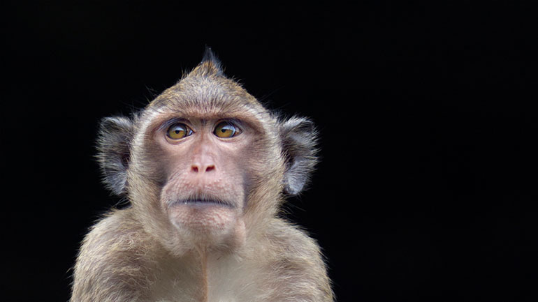 Οι ΗΠΑ χρησιμοποιούν ως πειραματόζωα περισσότερες μαϊμούδες από ποτέ