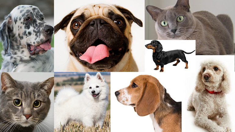 Διαβήτης και ζώα: Πάσχουμε μαζί, αλλά θεραπευόμαστε χώρια;