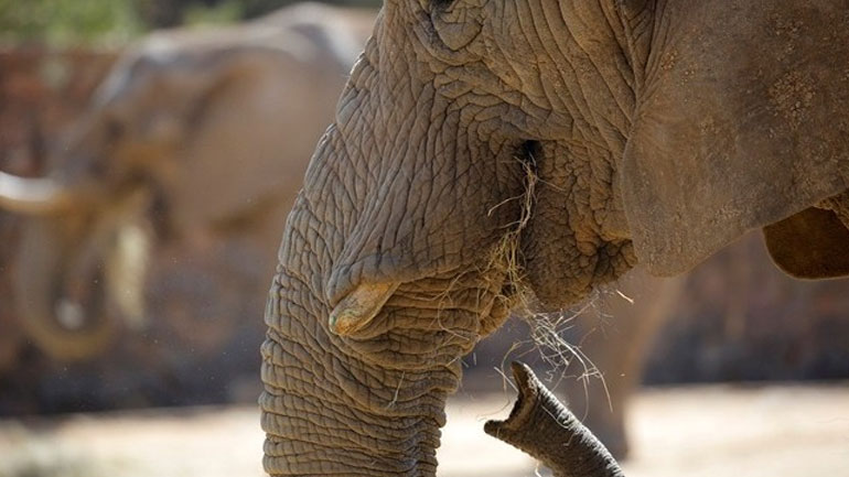 Διαδηλώσεις για την απελευθέρωση της τελευταίας ελεφαντίνας του ζωολογικού κήπου του Γιοχάνεσμπουργκ