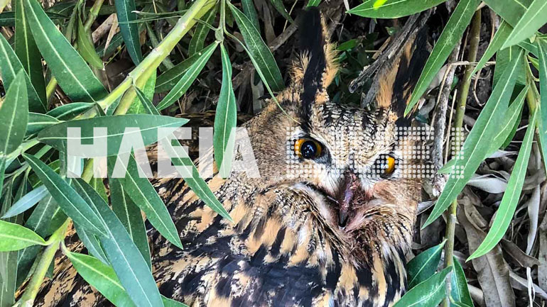 Πύργος: Επιχείρηση διάσωσης σε πυροβολημένο μπούφο