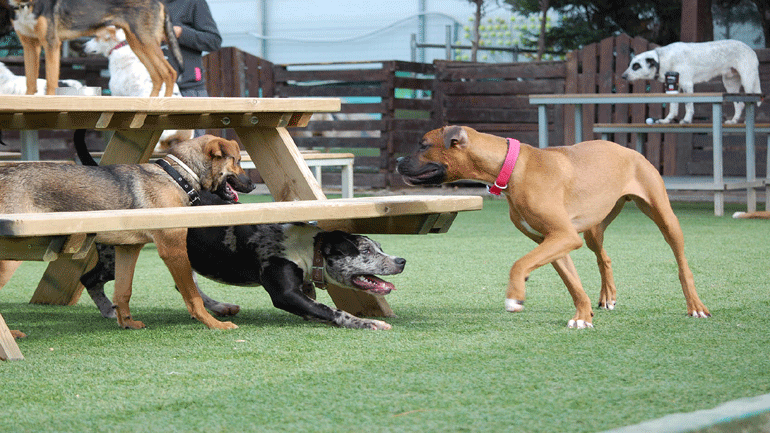 Πάρκο κοινωνικοποίησης και άθλησης σκύλων στο Γαλάτσι