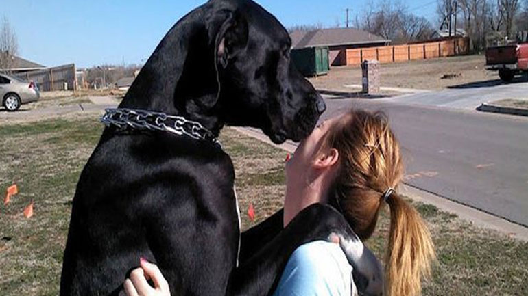 Γιατί οι μεγαλόσωμοι σκύλοι ζουν λιγότερο;