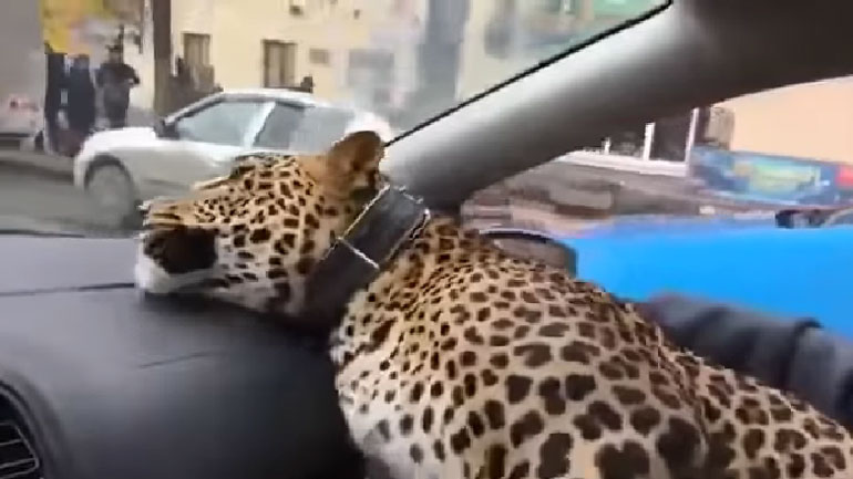 Ρωσία: Κάλεσε ταξί για να πάει βόλτα τη… λεοπάρδαλή του!