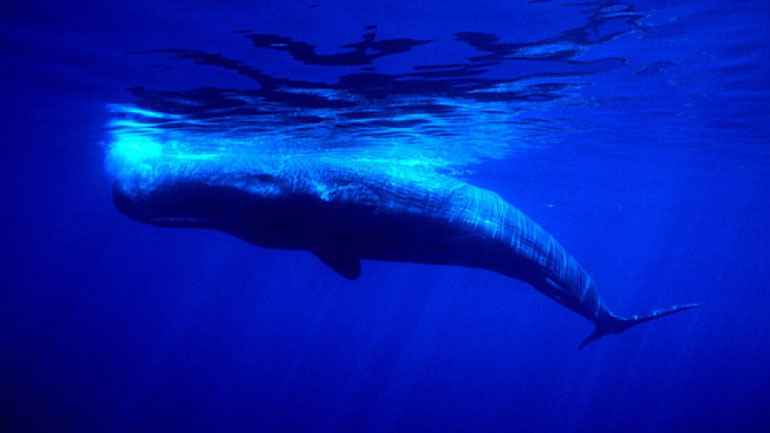 Στην Ελλάδα το μεγαλύτερο διεθνές συνέδριο για τα θαλάσσια θηλαστικά και τις Θαλάσσιες Προστατευόμενες Περιοχές