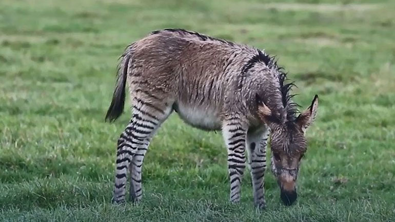 Και εγένετο Zonkey – Γεννήθηκε ριγέ γαϊδουράκι από μάνα ζέβρα και πατέρα γάιδαρο