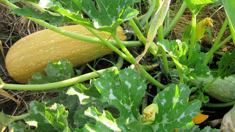 Κολοκυθιά…