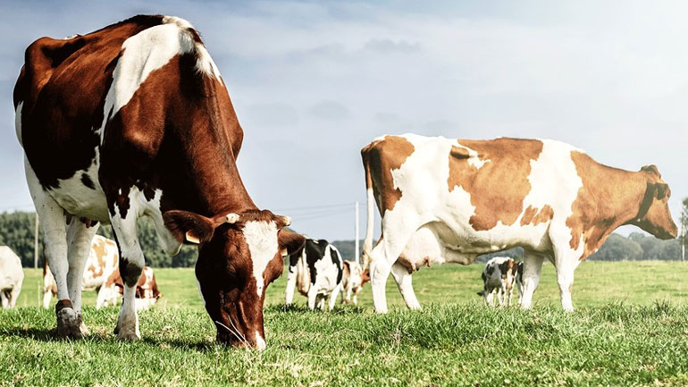 Σε διαβούλευση το σχέδιο ΚΥΑ για τα «Μέτρα ελέγχου της αγοράς γάλακτος»