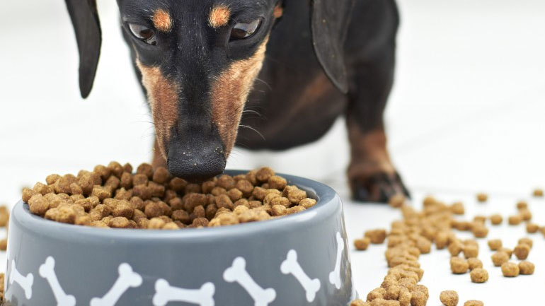 Δεσμεύτηκαν 38 τόνοι σκυλοτροφή